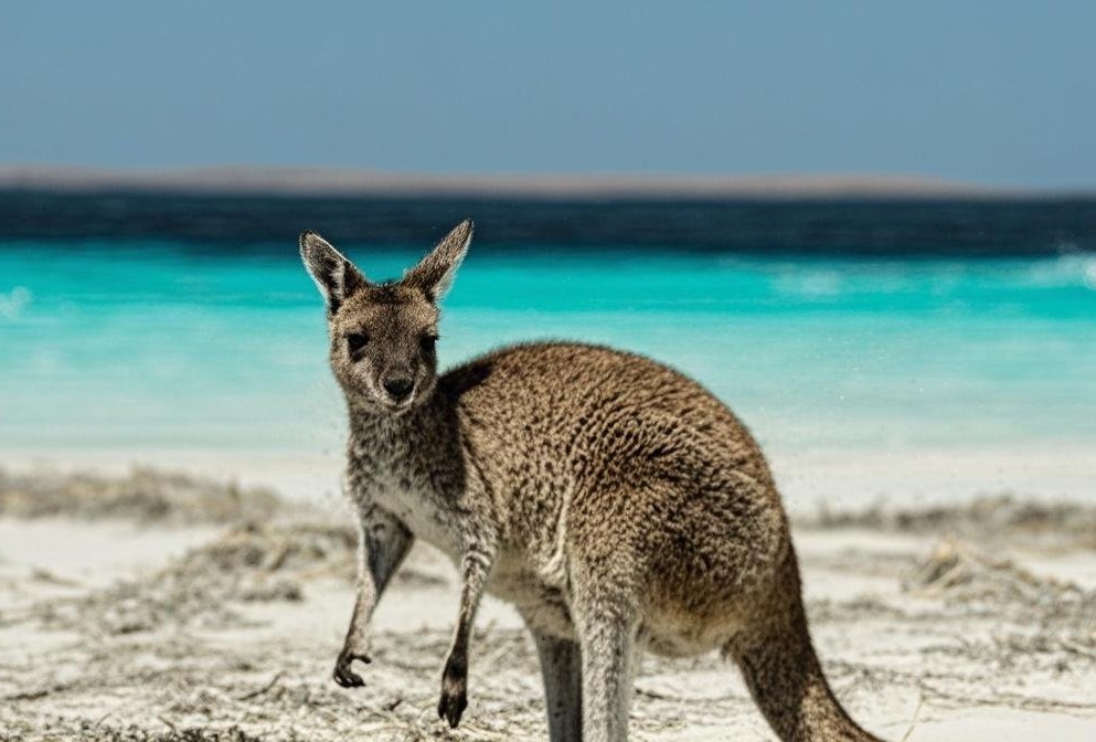 澳大利亚打工度假